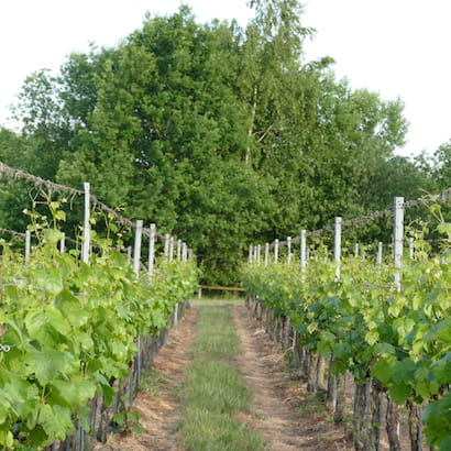 wijngaard in de lente